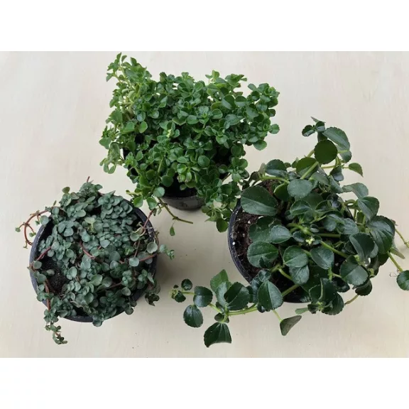 Pilea depressa 'Baby Tears'
