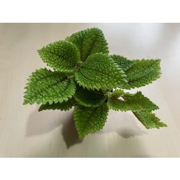 Pilea mollis