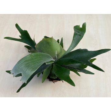 Platycerium alcicorne