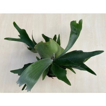 Platycerium alcicorne