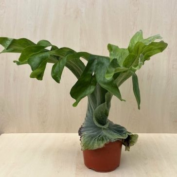 Platycerium 'Superbum'