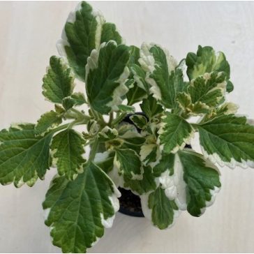 Plectranthus coleides