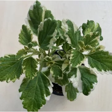 Plectranthus coleides