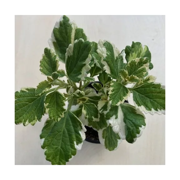 Plectranthus coleides Plectranthus coleides