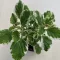 Plectranthus coleides
