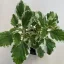 Plectranthus coleides