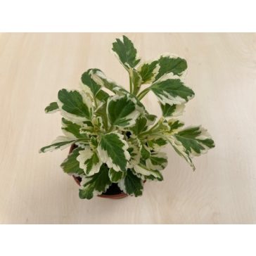 Plectranthus coleides