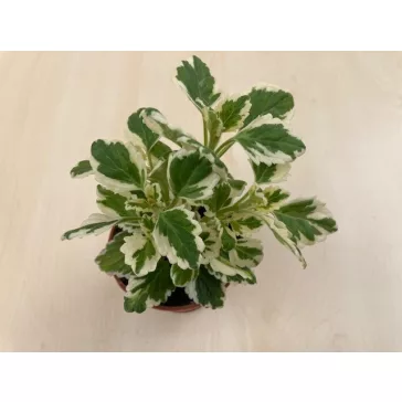 Plectranthus coleides