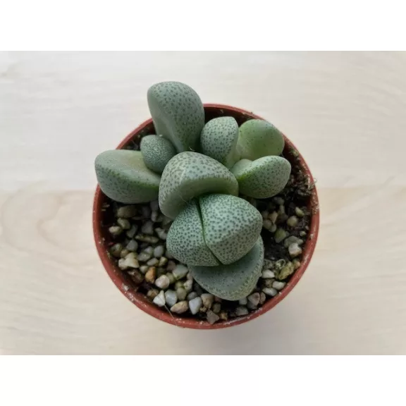 Pleiospilos nelii Pleiospilos nelii