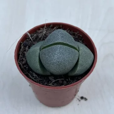 Pleiospilos nelii2