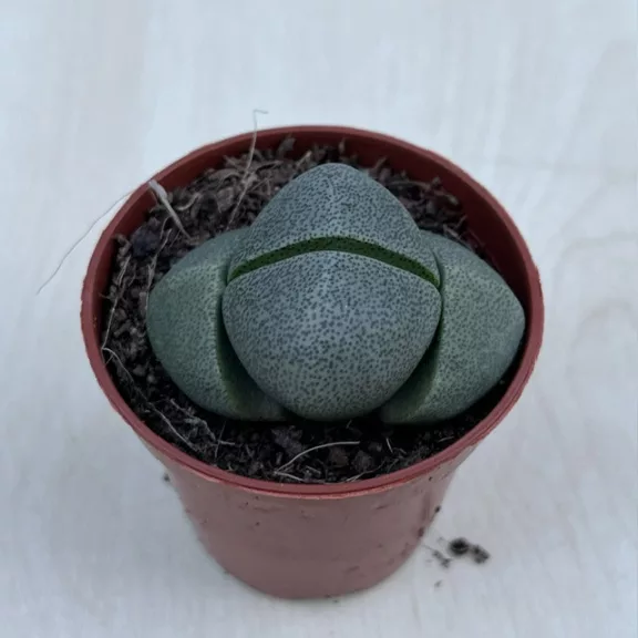 Pleiospilos nelii2 Pleiospilos nelii2