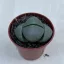 Pleiospilos nelii2