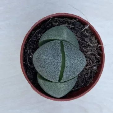 Pleiospilos nelii2