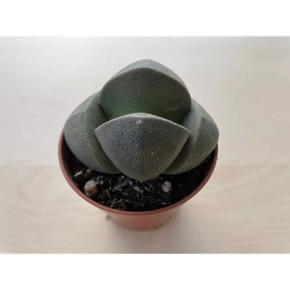 Pleiospilos nelii2 Pleiospilos nelii2