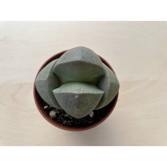 Pleiospilos nelii2 Pleiospilos nelii2
