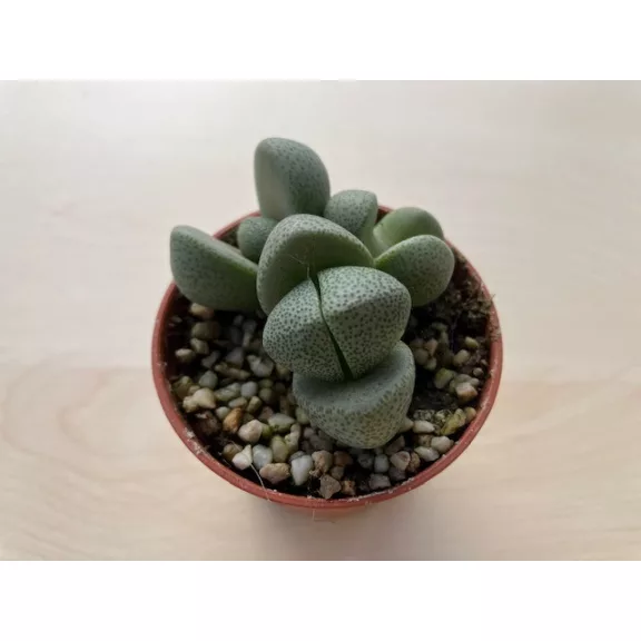 Pleiospilos nelii Pleiospilos nelii