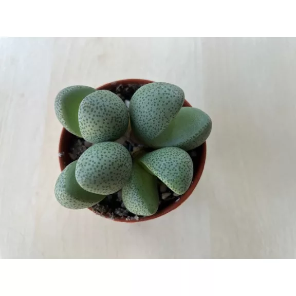 Pleiospilos nelii Pleiospilos nelii