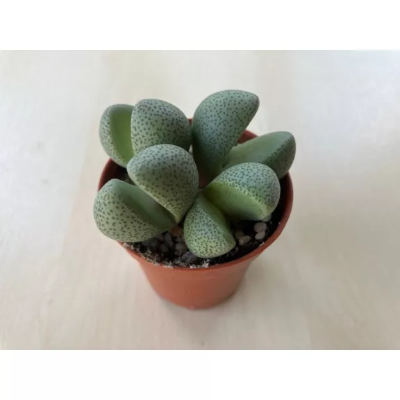 Pleiospilos nelii Pleiospilos nelii