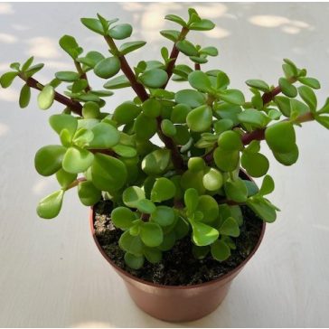 Portulacaria afra 