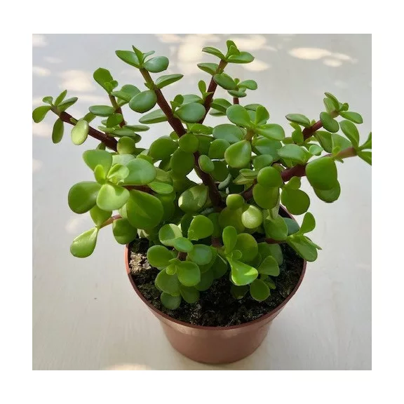 Portulacaria afra Portulacaria afra