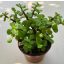 Portulacaria afra 