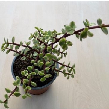 Portulacaria afra 'Variegata' 