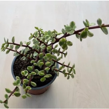 Portulacaria afra 'Variegata' 