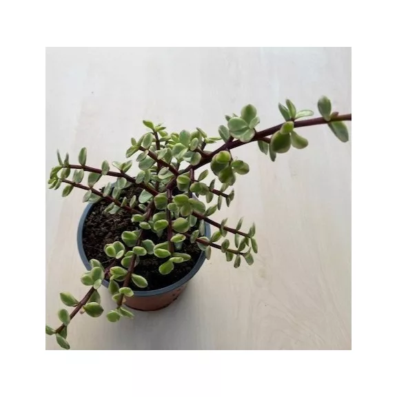 Portulacaria afra 'Variegata' Portulacaria afra 'Variegata'