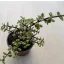 Portulacaria afra 'Variegata' 