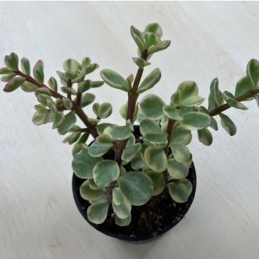 Portulacaria afra 'Variegata'