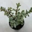 Portulacaria afra 'Variegata'
