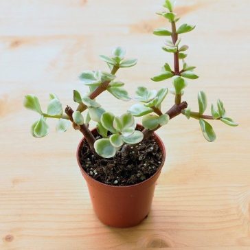   Portulacaria afra 'Variegata' - Tarka elefántcserje