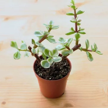   Portulacaria afra 'Variegata' - Tarka elefántcserje