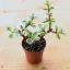 Portulacaria afra 'Variegata' - Tarka elefántcserje