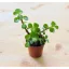 Portulacaria afra - elefántcserje