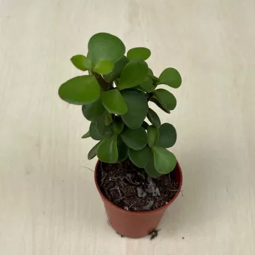 Portulacaria afra - elefántcserje