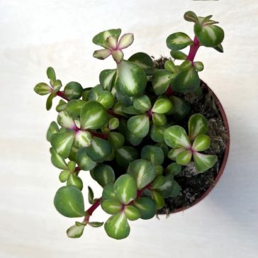 Portulacaria afra 'Mediopicta'