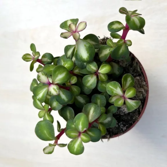 Portulacaria afra 'Mediopicta' Portulacaria afra 'Mediopicta'