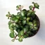 Portulacaria afra 'Mediopicta'