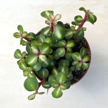 Portulacaria afra 'Mediopicta'