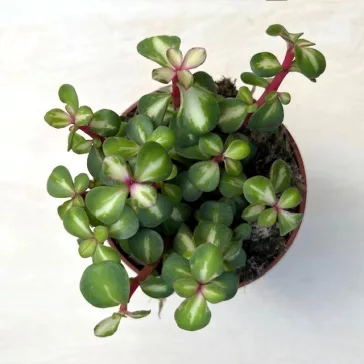 Portulacaria afra 'Mediopicta'