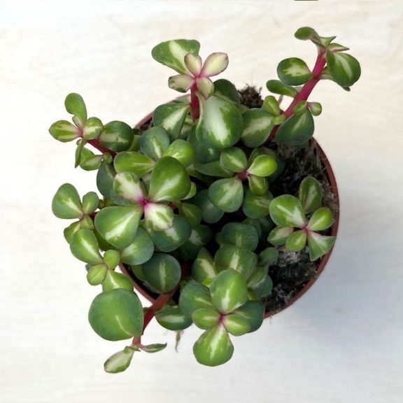 Portulacaria afra 'Mediopicta'