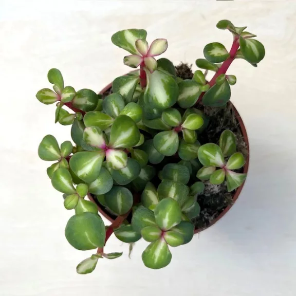 Portulacaria afra 'Mediopicta' Portulacaria afra 'Mediopicta'