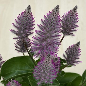 Ptilotus exaltatus
