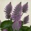 Ptilotus exaltatus
