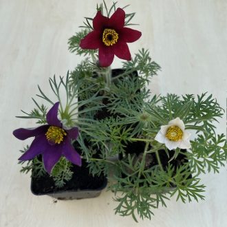 Pulsatilla vulgaris
