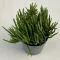 Rhipsalis baccifera
