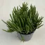 Rhipsalis baccifera