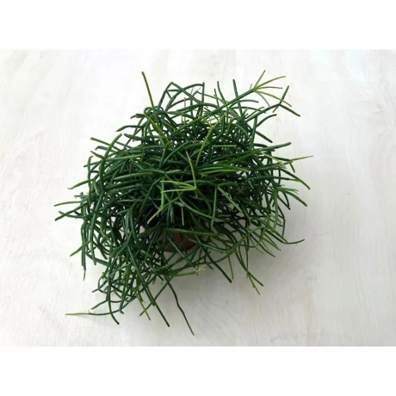 Rhipsalis capilliformis Rhipsalis capilliformis