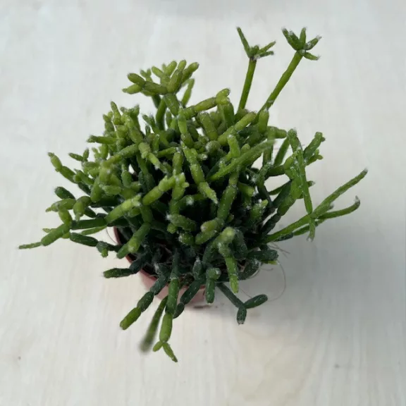 Rhipsalis cereuscula Rhipsalis cereuscula